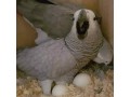 all-kind-of-parrots-chicks-and-fertile-parrots-eggs-for-sale-small-3