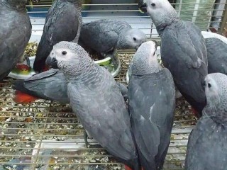 All kind of Parrots chicks and Fertile Parrots Eggs For Sale