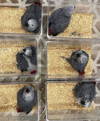 all-kind-of-parrots-chicks-and-fertile-parrots-eggs-for-sale-big-1