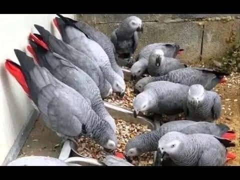 all-kind-of-parrots-chicks-and-fertile-parrots-eggs-for-sale-big-2