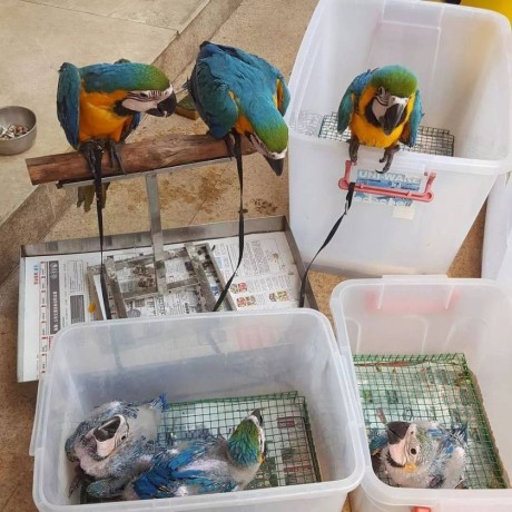 all-kind-of-parrots-chicks-and-fertile-parrots-eggs-for-sale-big-4