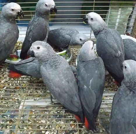 all-kind-of-parrots-chicks-and-fertile-parrots-eggs-for-sale-big-0