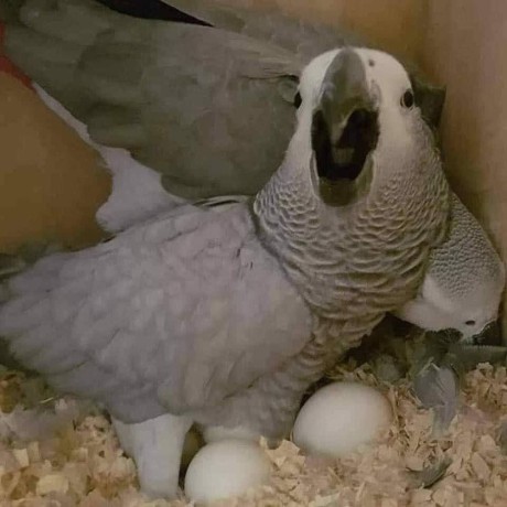 all-kind-of-parrots-chicks-and-fertile-parrots-eggs-for-sale-big-3