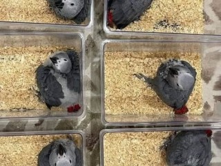 Parrots for sale: African Greys, Cockatoos, Macaws, Amazons