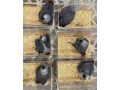 parrots-birds-for-sale-small-1