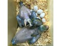 healthy-talking-parrots-for-sale-small-4