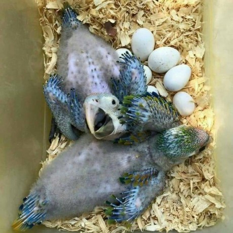 healthy-talking-parrots-for-sale-big-4