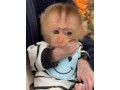 baby-monkeys-small-3