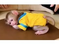 baby-monkeys-small-2