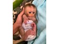 baby-monkeys-small-0