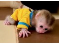 baby-monkeys-small-1