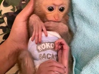 Baby monkeys