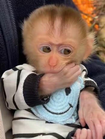 baby-monkeys-big-3