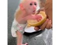 adorable-baby-monkeys-for-sale-small-1