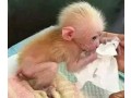 adorable-baby-monkeys-for-sale-small-3