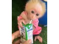 adorable-baby-monkeys-for-sale-small-0