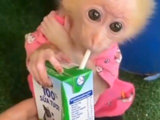 Adorable baby monkeys for sale