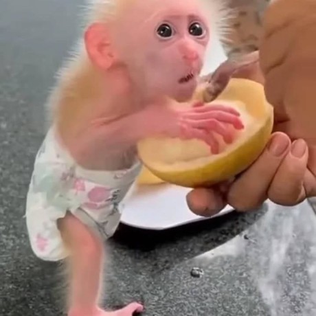 adorable-baby-monkeys-for-sale-big-1