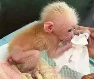 adorable-baby-monkeys-for-sale-big-3