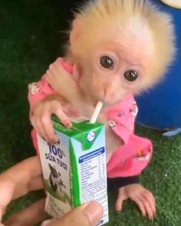 adorable-baby-monkeys-for-sale-big-0