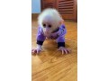 beautiful-and-adorable-baby-monkeys-for-sale-small-1