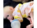 beautiful-and-adorable-baby-monkeys-for-sale-small-2