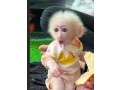 beautiful-and-adorable-baby-monkeys-for-sale-small-3