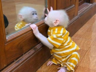 Beautiful and adorable baby monkeys for sale