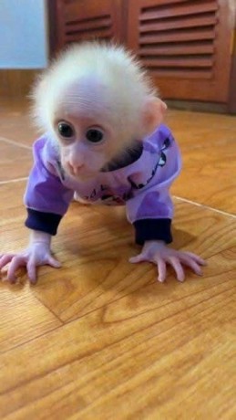 beautiful-and-adorable-baby-monkeys-for-sale-big-1