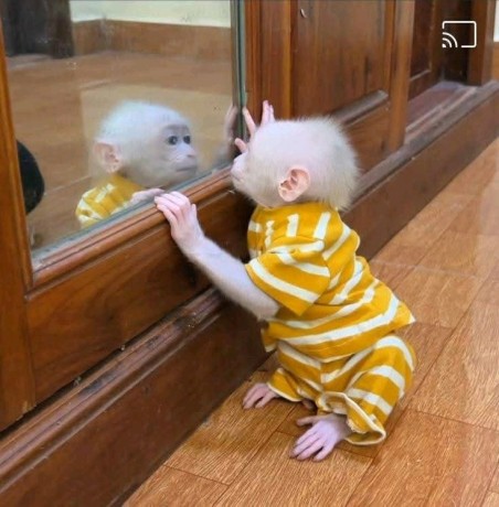 beautiful-and-adorable-baby-monkeys-for-sale-big-0