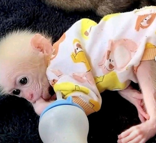 beautiful-and-adorable-baby-monkeys-for-sale-big-2