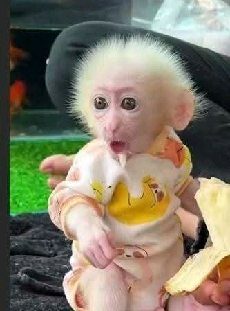 beautiful-and-adorable-baby-monkeys-for-sale-big-3