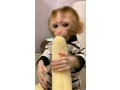 monkeys-for-sale-small-0