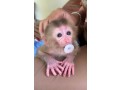 monkeys-for-sale-small-2