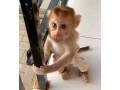 monkeys-for-sale-small-3