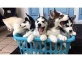 husky-puppies-small-0