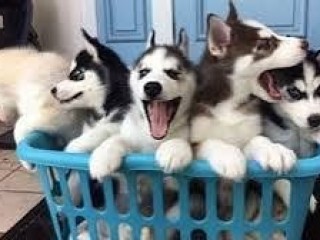 Husky puppies