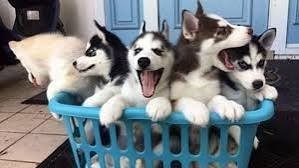 husky-puppies-big-0