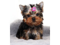 yorkshire-terrier-puppies-plus-supplies-small-1