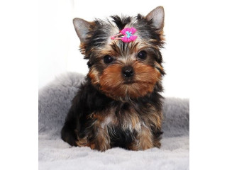 AKC Yorkie puppies for Sale