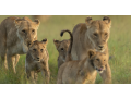 masai-mara-safari-packages-group-tour-small-0