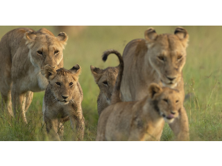 Masai Mara safari packages - group tour