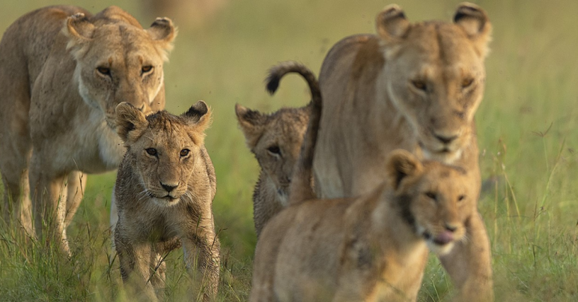 masai-mara-safari-packages-group-tour-big-0