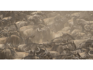 Tanzania wildlife safari - Wild Voyager