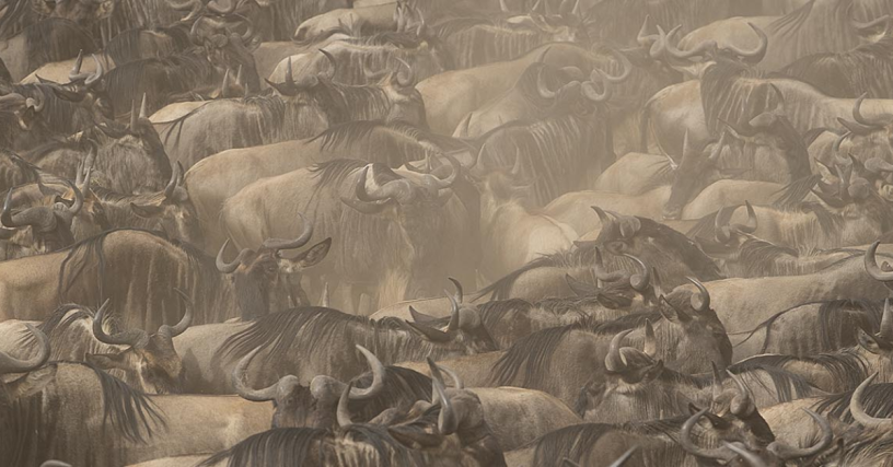 tanzania-wildlife-safari-wild-voyager-big-0