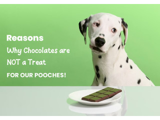 Why Chocolates are NOT a Treat for Our Pooches!