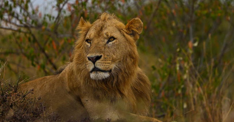 kenya-wildlife-safari-big-0