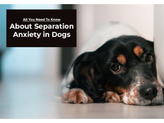 Separation Anxiety in Dogs: A Guide for Dog Owners