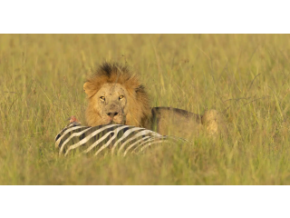 Kenya with our diverse tour packages
