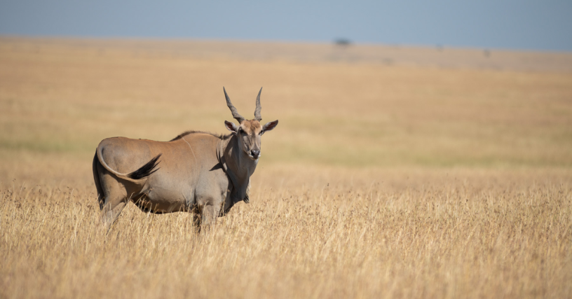 serengeti-calving-season-big-0